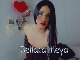 Bellacattleya