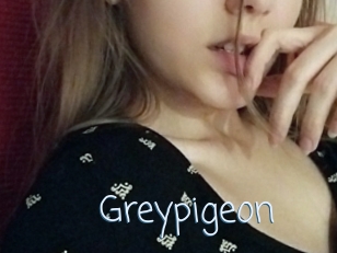 Greypigeon