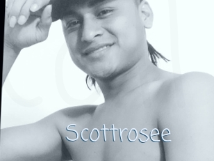 Scottrosee